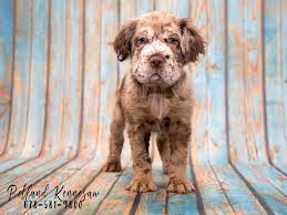 Mini Hippo Puppies Rare Breed As Name Suggest This Pet Dog Resembles A Little Hippo Broad Square Shape Perf Puppies Pets Dogs Breeds Puppies For Sale