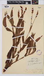 Image result for Persicaria madagascariensis