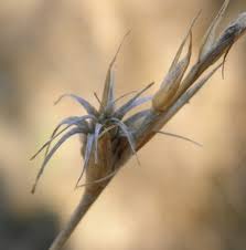 Image result for Elytrophorus spicatus