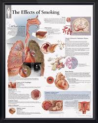 Pin On Doctors Anatomy Posters