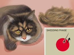 Shedding is a natural and important process for cats to keep their fur in good condition. 3 Ways To Know If Your Cat Is Shedding More Than Normal Wikihow