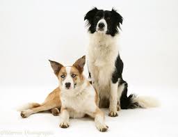 Red and white border collie. Dogs Red Merle And Black And White Border Collies Photo Wp25657