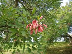 Image result for Erythrina crista-galli