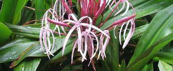 Crinum lily is moderately salt tolerant and works well on coastal properties. Crinum Species Giant Spider Lily Queen Emma Lily Crinum Amabile