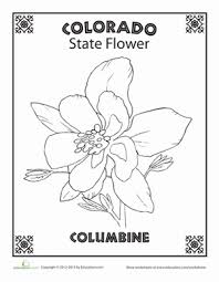 Colorado State Flower Colorados Artesanato Colorado