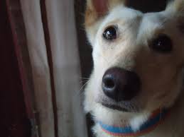We offer the same medications as your vet, at great prices. Ivory My Aspin Dog 2 By Melajoycebuca On Deviantart