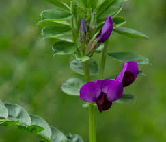 Image result for Tephrosia whyteana