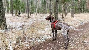 Image result for německý ohař krátkosrstý