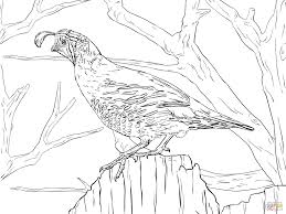 You are viewing some quail sketch templates click on a template to sketch over it and color it in and share with your family and friends. Realistic California Quail Coloring Page Free Printable Coloring Turtle Coloring Pages Cars Coloring Pages Animal Coloring Pages