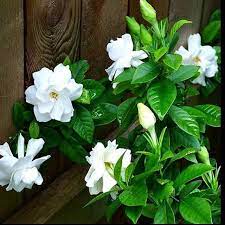 Smallpatioset Flower Seeds Gardenia Trees Gardenia Bush