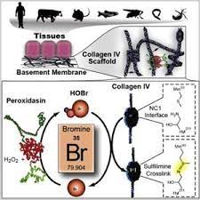 Bromine An Essential Element Zrt Laboratory
