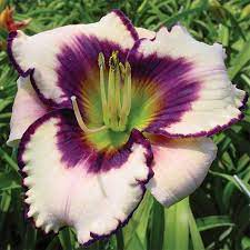 Data specific to daylilies (edit). Hemerocallis Blueberry Sundae Lis D Un Jour Daylily Jardins Michel Corbeil