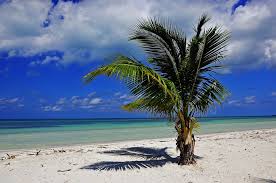 Ontdek de perfecte stockfoto's over cuba strand en redactionele nieuwsbeelden van getty images kies uit premium cuba strand van de hoogste kwaliteit. Kuba Palme Strand Kostenloses Foto Auf Pixabay