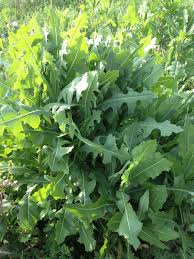 Laitue Sauvage Lactuca Virosa Plantes Sauvages Comestibles Plantes Comestibles Plantes Sauvages