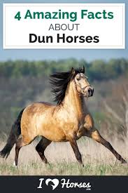I love horses and paint horses and have a dun paint mare, hopi. Dun Horse Facts You Might Not Have Known