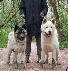 There are 6 puppies in the litter, 2 white and 4 black. Akita Puppies For Sale Texas 249 Tx 266007 Petzlover