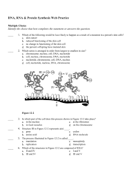 What does dna stand for? Dna Rna Protein Synthesis Web Practice Answer Section