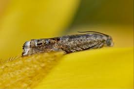 Image result for Cydia microgrammana