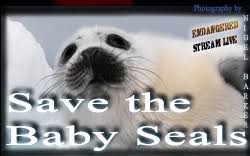 Wfl Endangered Stream Live Save The Baby Seals
