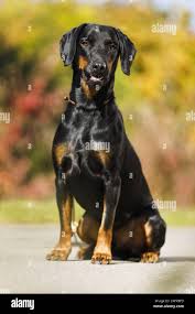 Image result for slovenský kopov