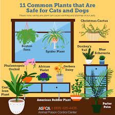 Check spelling or type a new query. Liven Up Your Space With These Pet Friendly Plants Aspca