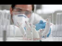 Pros And Cons Of Animal Testing Youtube
