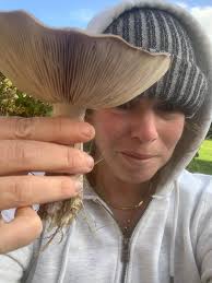 Can I confirm if blewit is safe to eat?