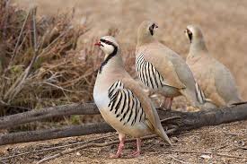Three Comrades Pet Birds Partridge Bird Beautiful Birds