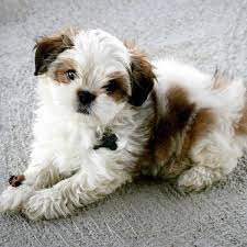This post may contain affiliate links. Maltese Shih Tzu Dog Breed Everything About The Malshi