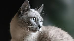 Here are the rarest and most expensive ones. These Are The 10 Most Expensive Animals In The World Education Today News