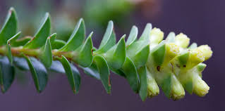 Image result for Penaeaceae