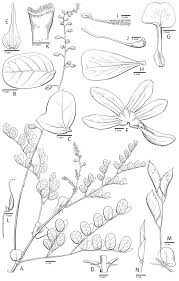 Image result for Gelrebia glandulosopedicellata