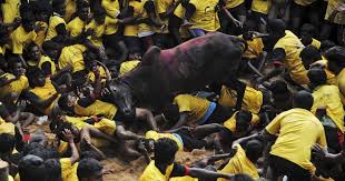 Get all the latest news and updates on jallikattu only on news18.com. Jallikattu Tamil Nadu Gears Up For Another Season But The Game Still Faces Legal Challenges