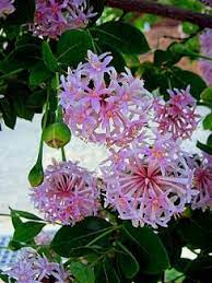 The tag that came with your trees should have planting and care instructions on it, as well as the variety of tree. Pompom Tree Kannabas Intozani Intozwane Emnyama Dais Cotinifolia