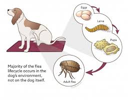 Your dog's armpit and groin areas are favorite flea hangouts because they tend to be warm and protected. Flea Control In Dogs Vca Animal Hospital
