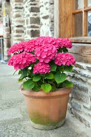 It's undoubtedly good to look at and will surely spruce up your garden. How To Grow Hydrangeas In Containers Gardener S Path