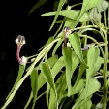Image result for Ceropegia schinziata