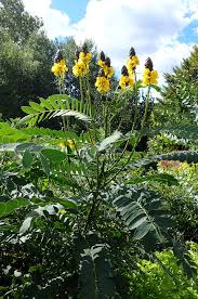 Image result for Senna didymobotrya