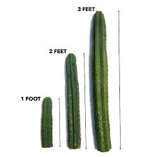 Image result for cactus cuttings