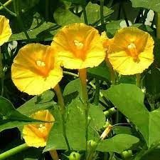 Ipomoea Hederifolia Lutea Yellow Morning Glory Morning Glory Flowers Flowering Vines Garden Vines