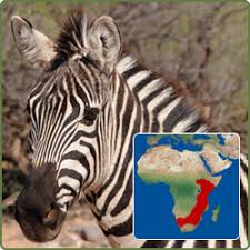 The grevy's zebra lives in in the arid grasslands of ethiopia and plains zebras and mountain zebras live in family groups led by a stallion, with several mares and offspring. Grant S Zebra Diligence