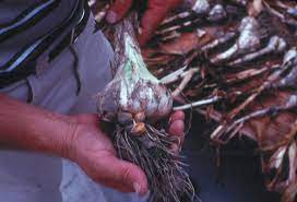 Maybe you would like to learn more about one of these? Garlic In The Garden