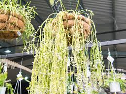 Windows are an important feature in every room and new blinds or curtains can transform the look of a room instantly. Why Succulents Make Great Hanging Plants Realestate Com Au