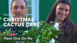 Each cacti blooms around the holiday it's named after. Schlumbergera Christmas Cactus Care And Propagation Plant One On Me Ep 143 Youtube