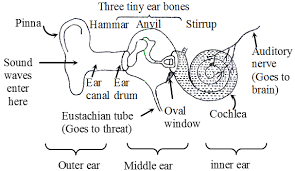 The inner ear is the final section of the ear. How Does The Ear Work And What Are Its Functions A Plus Topper