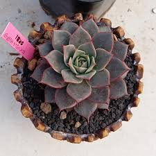 Image result for Cuviera semseii