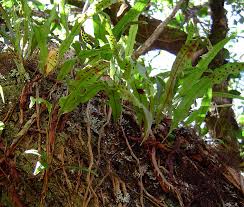 Image result for Lepisorus schraderi