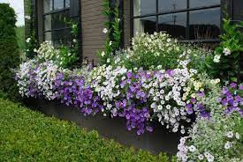 The cellulose die cut window boxes are laudable for their eco friendly factor. Big Window Boxes Are My Idea Of A Venue That Affords Lots Of Expression With Not So Much Digging I Have Seen P Window Box Flowers Window Box Plants Window Box