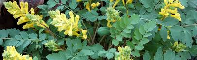 Corydalis lutea with its crested or spurred yells flowers from spring to autumn will form a tight clump over time. Corydalis At Portland Nursery And Garden Center