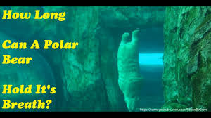 Jun 02, 2015 · polar bears are strong swimmers and are known to dive underwater as part of a strategy to sneak up and try to catch seals when they are hauled out on an ice floe. How Long Can A Polar Bear Hold It S Breath Assiniboine Park Zoo Manitoba Youtube